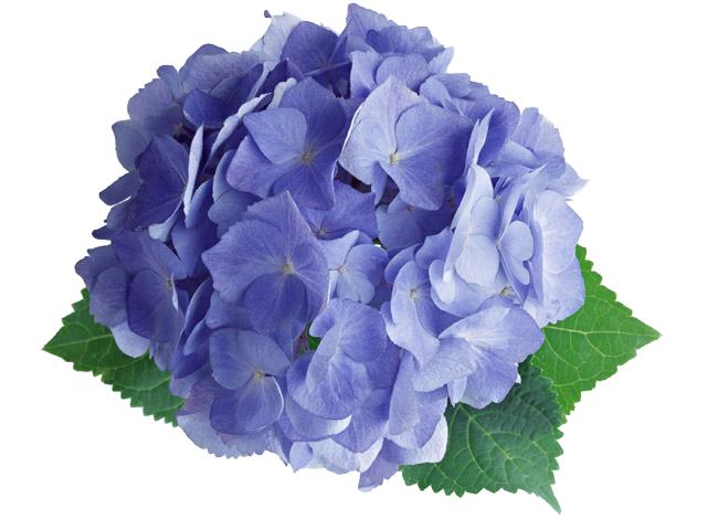ajisai-blue